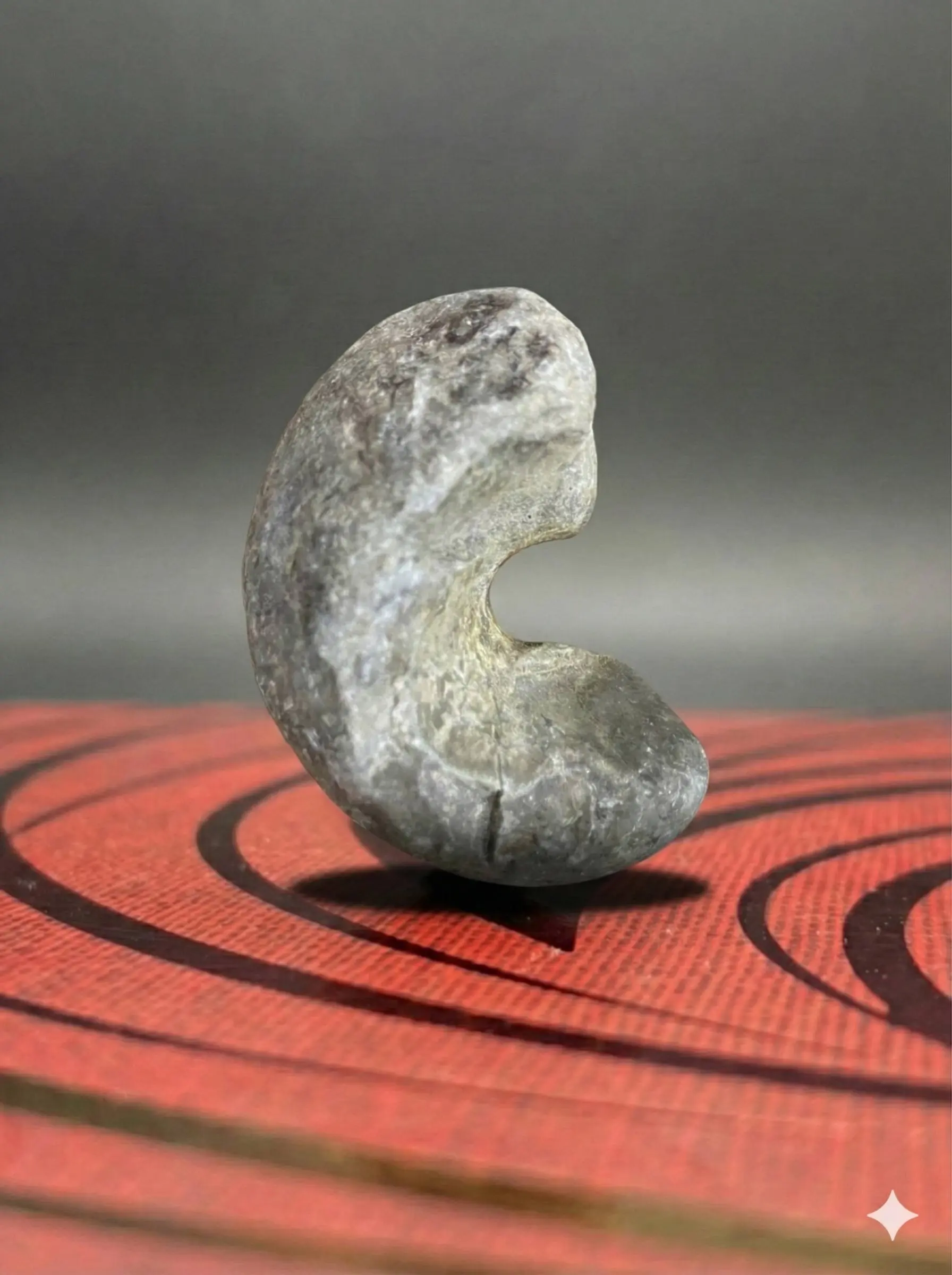 خرید سنگ فسیلی - فسیل حلزون سنگی